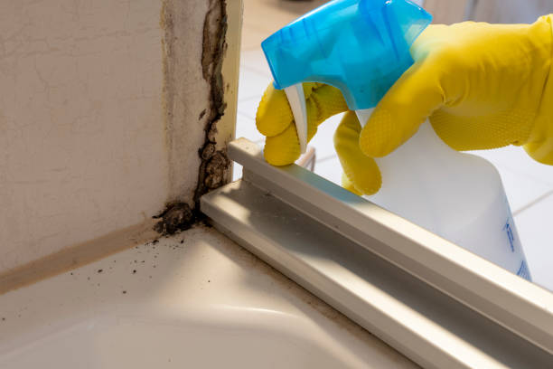 Best Mold Damage Repair  in Monroe, LA