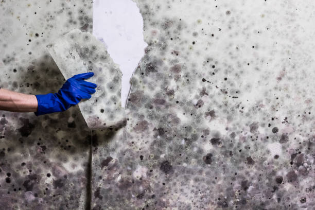 Certified Mold Removal in Monroe, LA